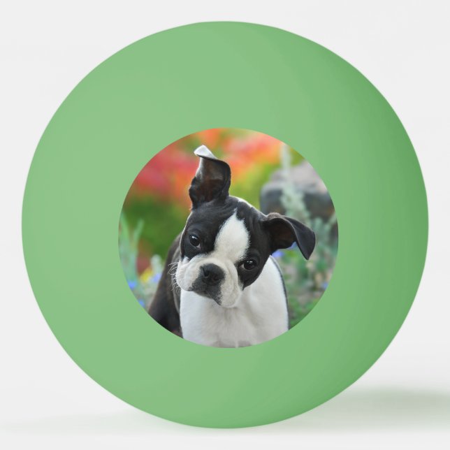 Balle De Ping Pong Boston Terrier Chien mignon Chiot Animal Head Phot (Devant)