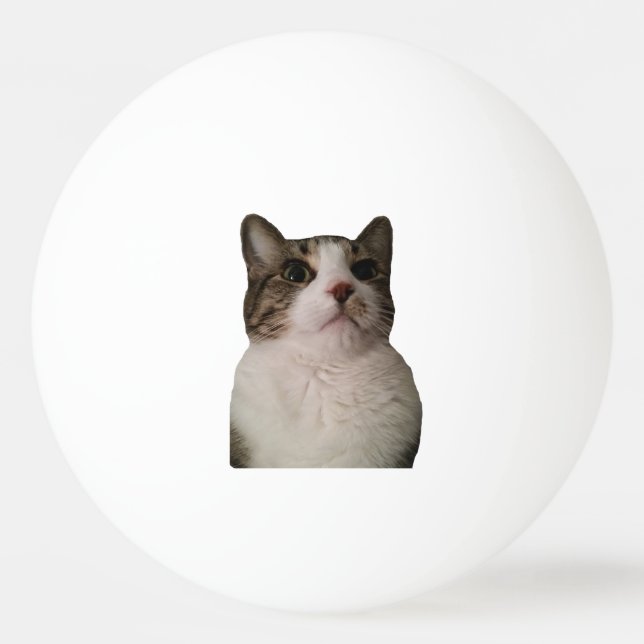 Balle De Ping Pong Boule authentique de chat (Devant)