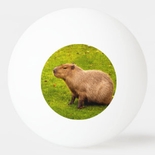 Balle De Ping Pong Capybara