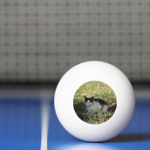 Balle De Ping Pong Chat Noir Et Blanc Dans Le Jardin,