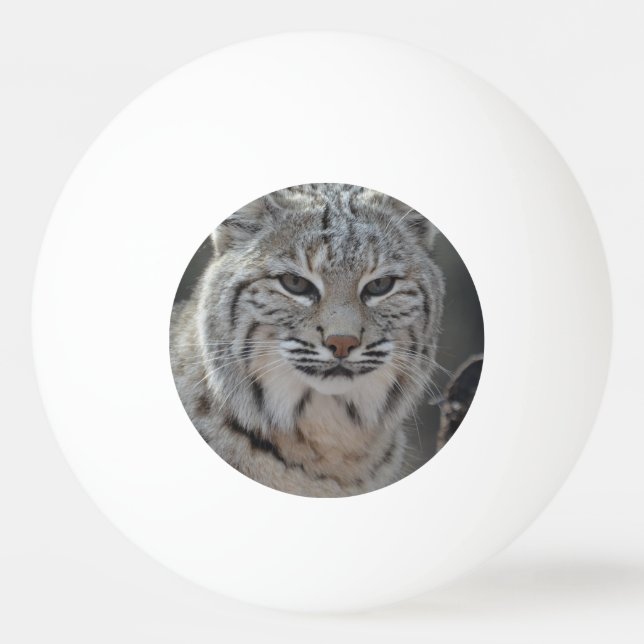 Balle De Ping Pong Chat sauvage de rampement (Devant)