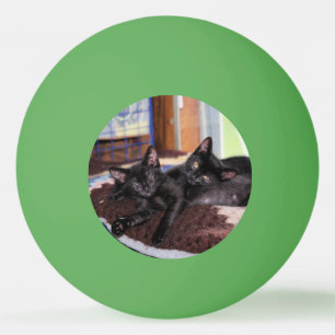 Balle De Ping Pong Chatons