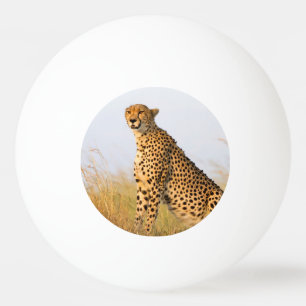 Balle De Ping Pong Cheetah animal sauvage d'Afrique Big Cat photo