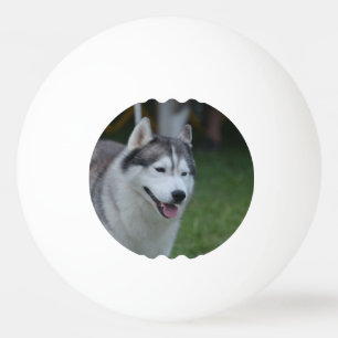 Balle De Ping Pong Chien enroué