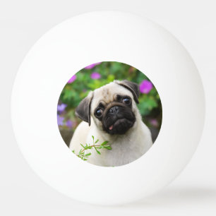 Balle De Ping Pong Chiot mignon de carlin de faon