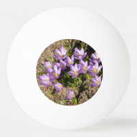 Crocus de printemps mignons
