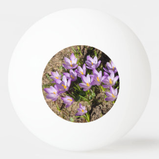 Balle De Ping Pong Crocus de printemps mignons