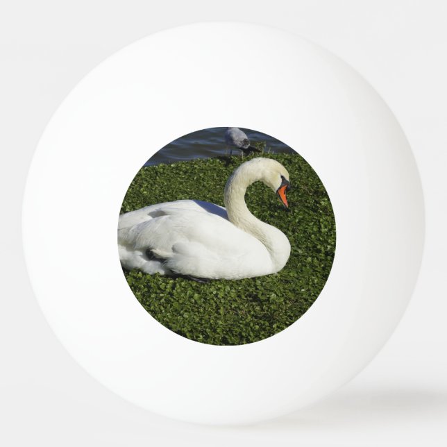 Balle De Ping Pong Cygne blanc (Devant)
