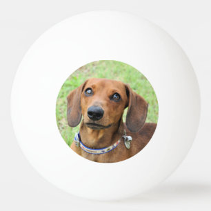 Balle De Ping Pong Dachshund
