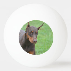 Balle De Ping Pong Dobermann