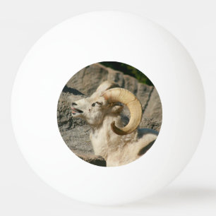 Balle De Ping Pong Drôle rire Mouton ou Bighorn Ram