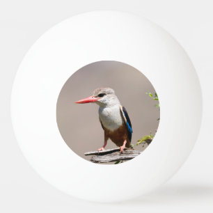 Balle De Ping Pong Grey-Headed Kingfisher