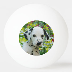 Balle De Ping Pong Le noir mignon a repéré la photo dalmatienne de