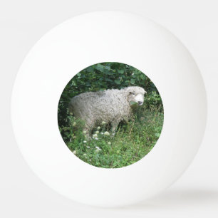 Balle De Ping Pong Mignonette Blanc Fluffé Manger Ping Pong Ball