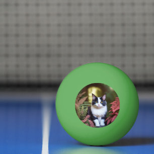 Balle De Ping Pong Milly Le Chat De Ragdoll, Le Bal De Ping Pong
