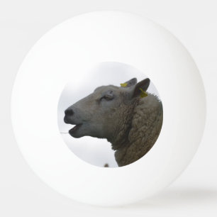 Balle De Ping Pong Moutons mastiquant bruyamment sur le foin