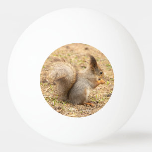 Balle De Ping Pong Photo d'un écureuil mignon mangeant une noix