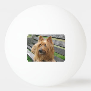 Balle De Ping Pong terrier australien sur banc.png