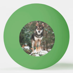 Balle De Ping Pong Wolfdog