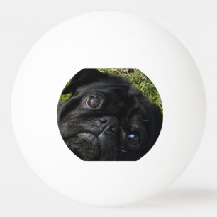 Balle De Ping Pong yeux de noir-carlin