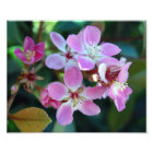 Ballerina rose Blossoms Photo Imprimer