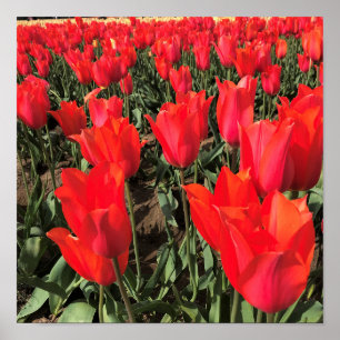 Ballerina Tulips, Oregon Poster