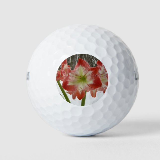 Balles De Golf Amaryllis en Fête Rouge Neige Hiver Floral (Devant)
