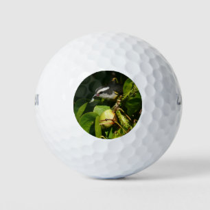 Balles De Golf Bananaquit Bird Mange Photographie tropicale