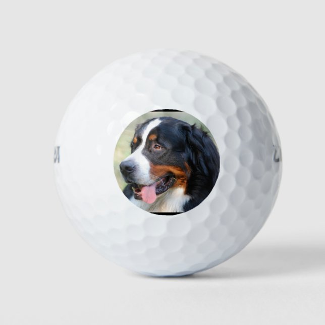 Balles De Golf bernèse-chien de montagne-10 (Devant)