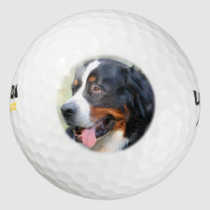 Balles De Golf bernese-mountain-dog-10