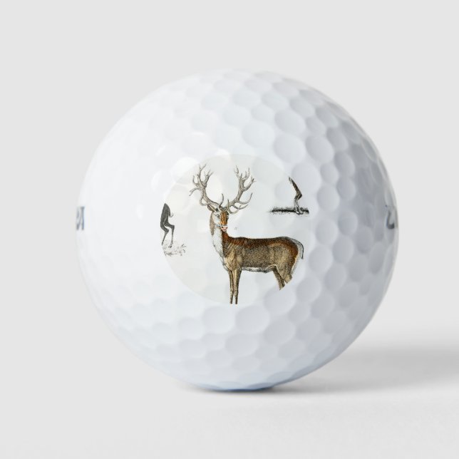 Balles De Golf bois, cerf, nature, chasse, animal, butin, sauvage (Devant)