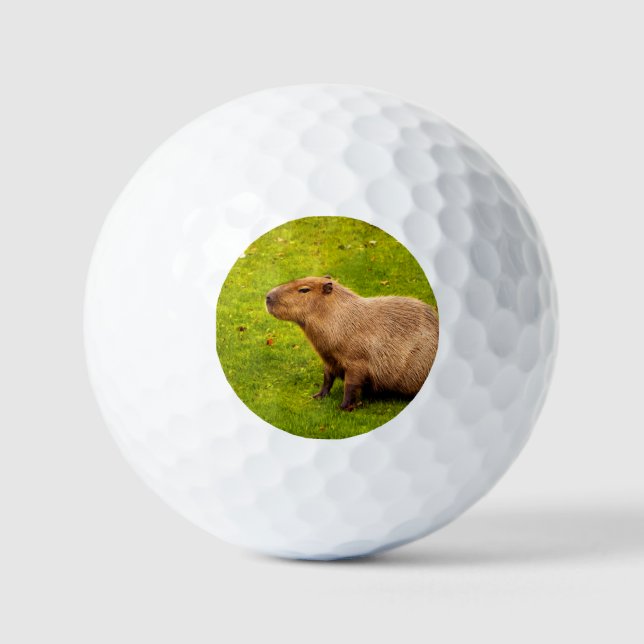 Balles De Golf Capybara (Recto)