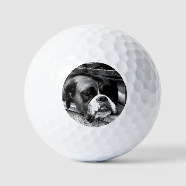 Balles De Golf Chien de boxe sur Windowsill va gbcna (Recto)