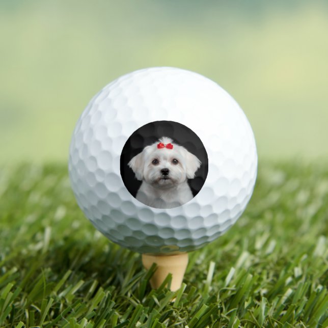 Balles de Golf Chien Maltais, Chiot Mignon, Style  (T-shirt Insitu)