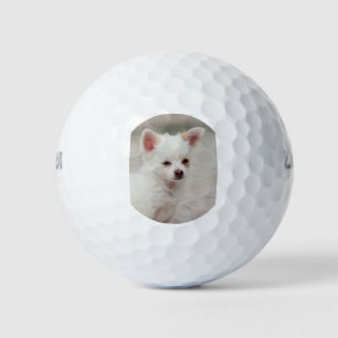 Balles De Golf Chihuahua chippy dans un jardin