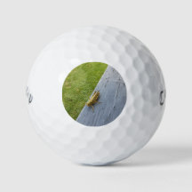 Grasshopper