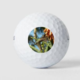 Balles De Golf Le colibri de Chine noire en vol