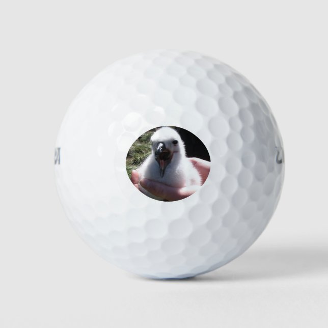 Balles De Golf Nids De Poules D'Albatross Dans Les Mains Humaines (Devant)