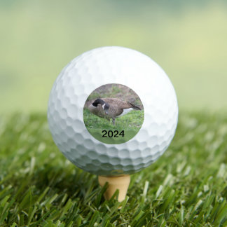 Balles De Golf Oie Canadienne Au Texas