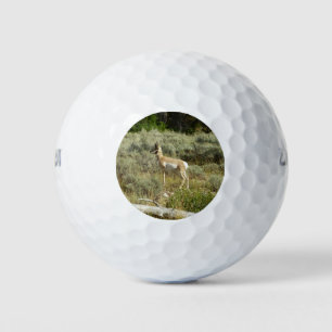Balles De Golf Pronghorn au Parc national de Grand Teton