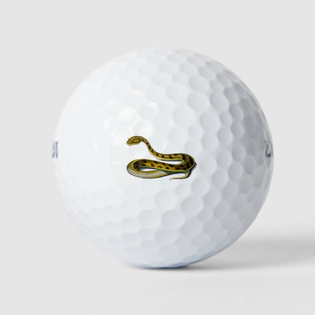Balles De Golf Saharan horned Viper illustration (Devant)