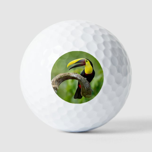 Balles De Golf Toucan assis sur la branche dans la forêt (Recto)