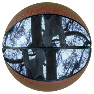 Ballon De Basket Arbre Silhouette Basketballs photo