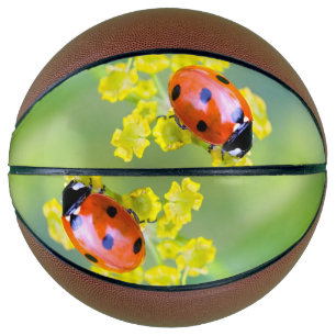 Ballon De Basket dame sur le dessus