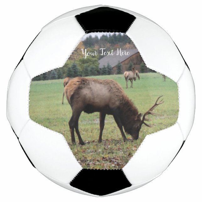 Ballon De Foot Antlers d'Elk mâle Pâturage en Grass Grass Grass P (Devant)