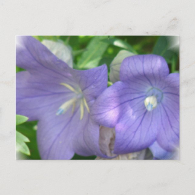 Balloon Flower Blossom Postcard (Front)
