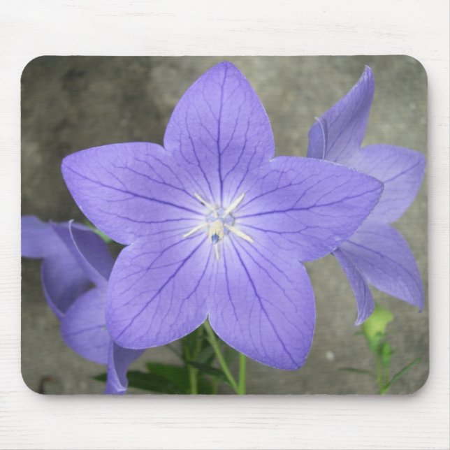 Balloon Flower Mousepad (Front)