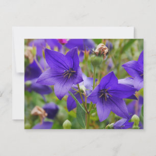 Balloon Flower Postcard