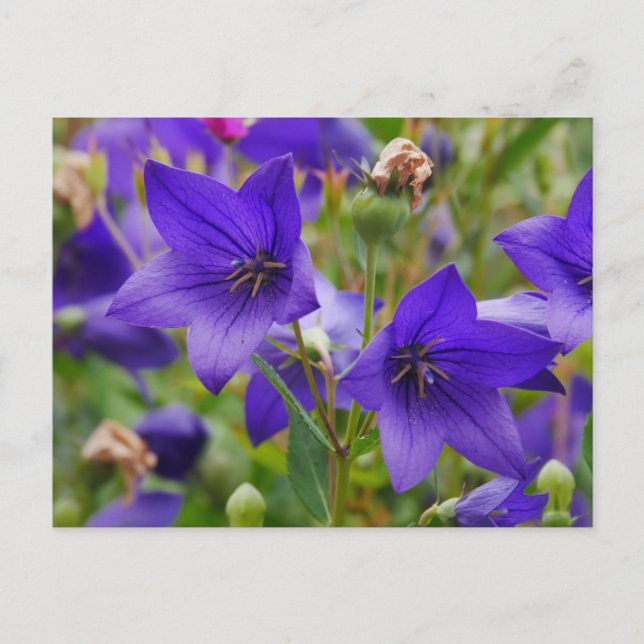 Balloon Flower Postcard (Front)