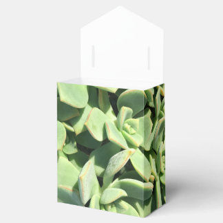 Ballotins Ballotin de style tente - Succulents verts